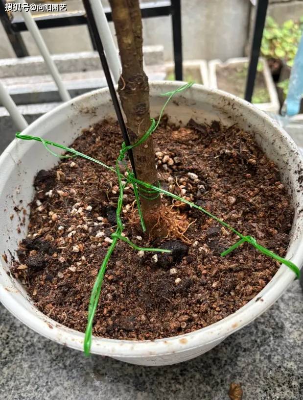 网上买的桂花，大土球包裹根系，一定要“洗根”，否则养不活